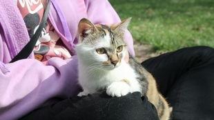 流浪猫爆料视频大全,揭秘视频大全背后的感人故事  第3张